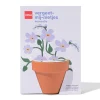 groeipot vergeet-mij-nietje