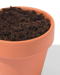 groeipot vergeet-mij-nietje