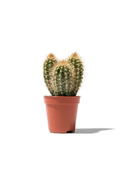 kleine cactus