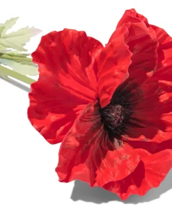 kunstbloem klaproos 55cm rubber rood